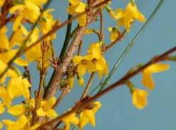 Eaton Square™ No.232 -Mylands Walls Eaton Square No232 Bright Vivid Mid Blue Paint 4 7dc79df1 8a04 4d14 a0f5 eadbdbd8320e